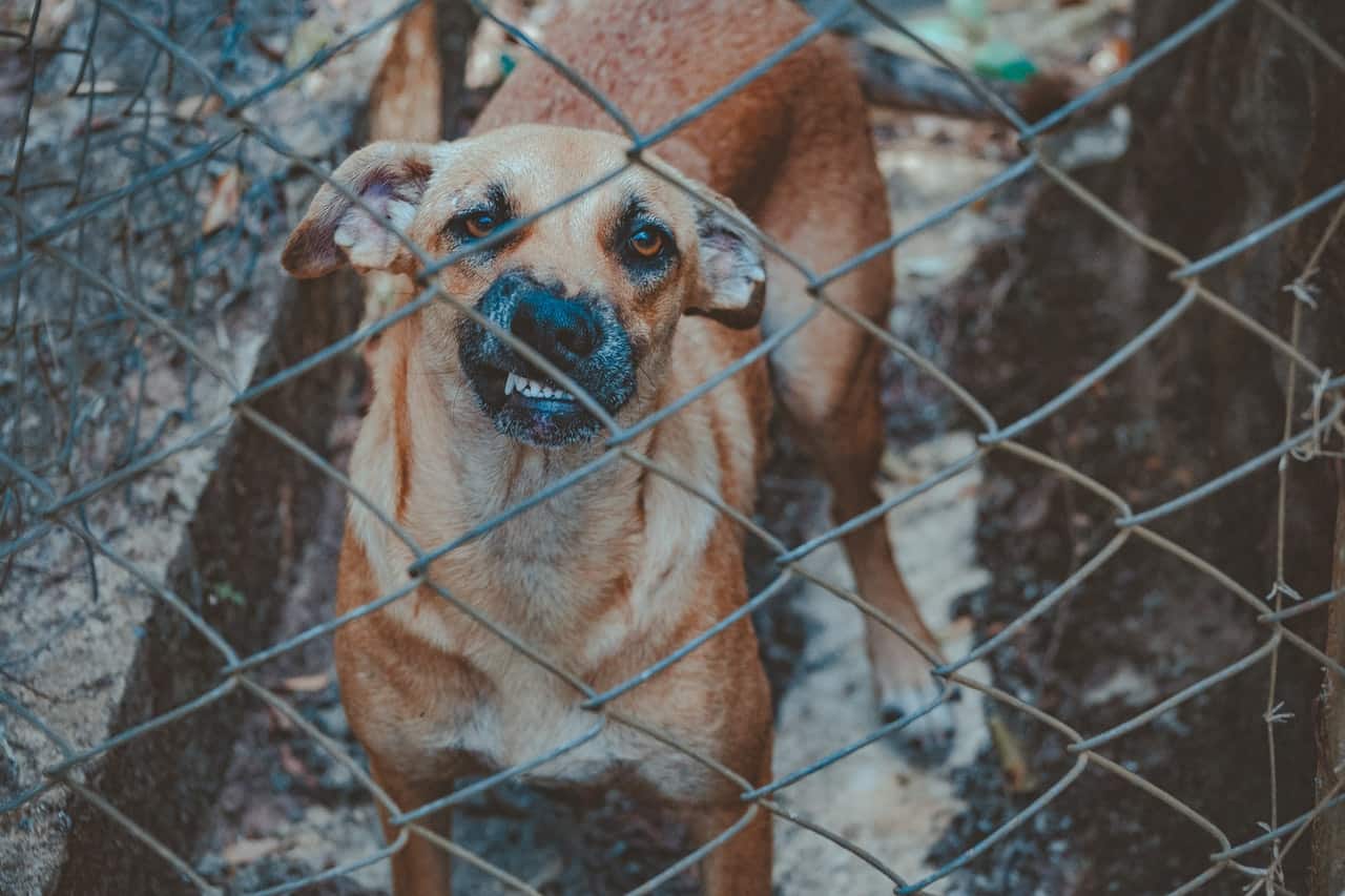 Dog Bite Injuries: Holding Owners Accountable for Animal Attacks - Razavi Law Group, Santa Ana, CA