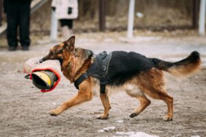 Dog Bite Laws In Santa Ana - Razavi Law Group
