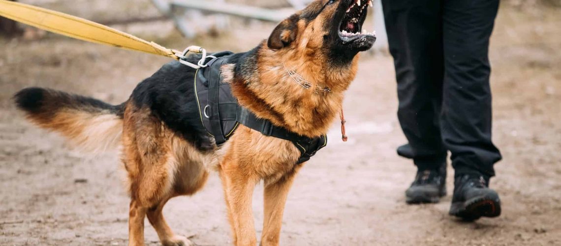 Protecting Your Rights After a Dog Bite in Santa Ana - Razavi Law Group